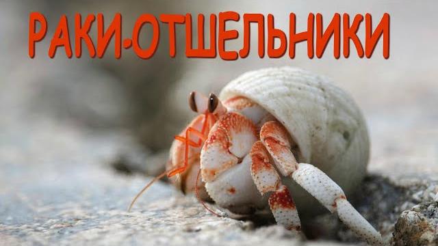 Hermit Crabs | The Wonderful World of Invertebrates Hermit Crabs | The Wonderful World of Invertebrates