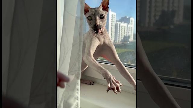 Донской сфинкс - лучшая порода кошек #marinasama #кот #cat #sphynx #сфинкс #животные #animals #love Донской сфинкс - лучшая порода кошек #marinasama #кот #cat #sphynx #сфинкс #животные #animals #love