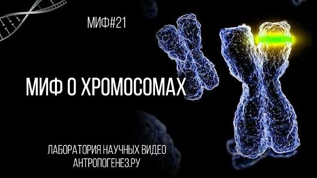 Александр Соколов. Миф о хромосомах Александр Соколов. Миф о хромосомах