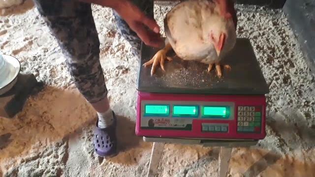 Вес бройлеров в 1 месяц. Чем кормим. Вес бройлеров в 1 месяц. Чем кормим.