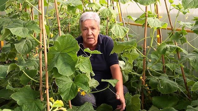 277 Огурцы - Желтеют листья и плодики. 277 Огурцы - Желтеют листья и плодики.