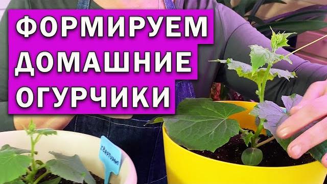 Огурцы на подоконнике. Формировка, прищипка. Огурцы на подоконнике. Формировка, прищипка.