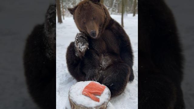 Медведь напал на лосось Медведь напал на лосось