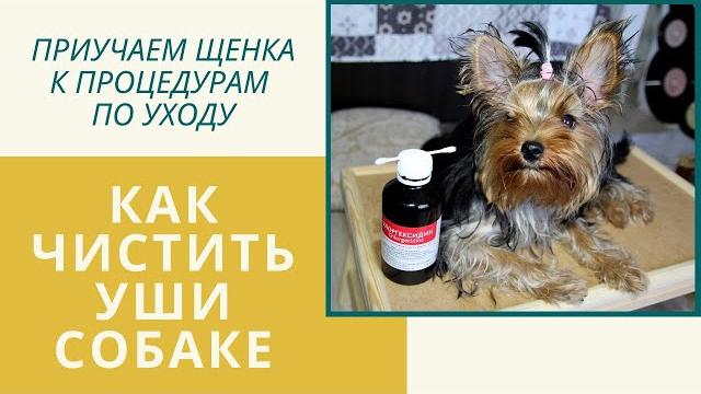 Как приучить собаку к чистке ушей: как чистить уши йоркширскому терьеру, как часто и чем чистить уши Как приучить собаку к чистке ушей: как чистить уши йоркширскому терьеру, как часто и чем чистить уши