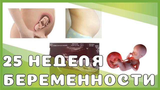 25 неделя беременности: изменения у мамы и малыша, выделения, ощущения, секс, рекомендации 25 неделя беременности: изменения у мамы и малыша, выделения, ощущения, секс, рекомендации