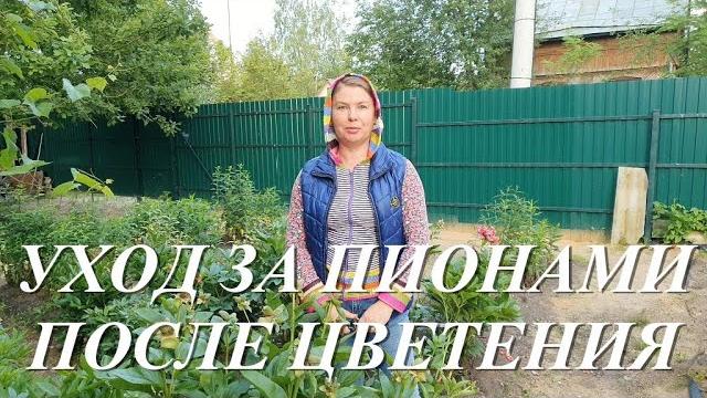 Обязательный уход за пионами после цветения Обязательный уход за пионами после цветения