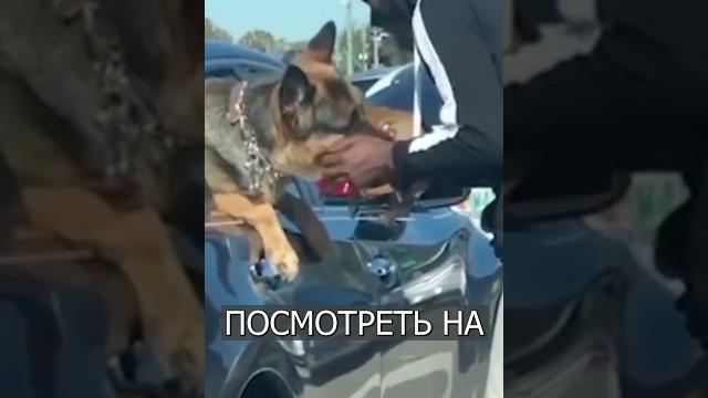 Милота дня: ОВЧАРКА захотела поближе увидеть щенка Милота дня: ОВЧАРКА захотела поближе увидеть щенка