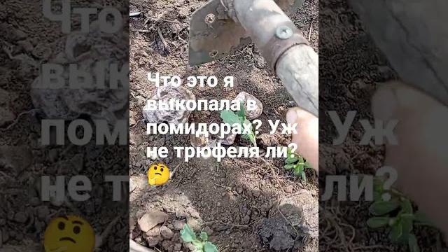 что за овощ? что за овощ?