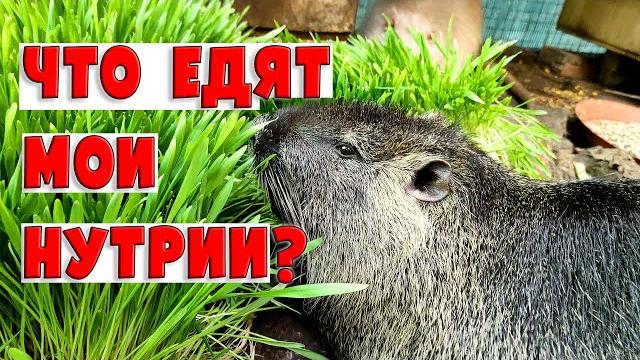 Что едят мои нутрии? Что едят мои нутрии?