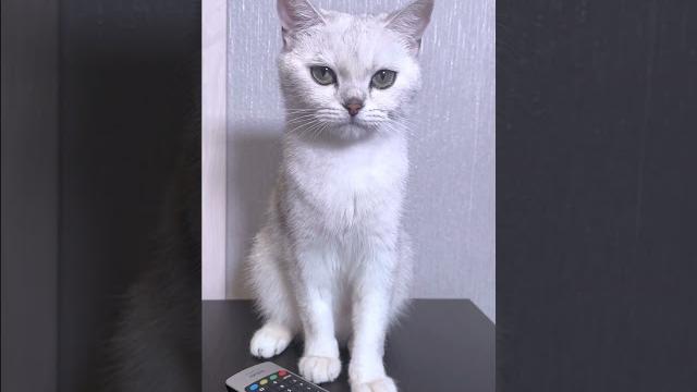 КОТЯТА НА АМЕРИКАНСКИХ ГОРКАХ #cat КОТЯТА НА АМЕРИКАНСКИХ ГОРКАХ #cat