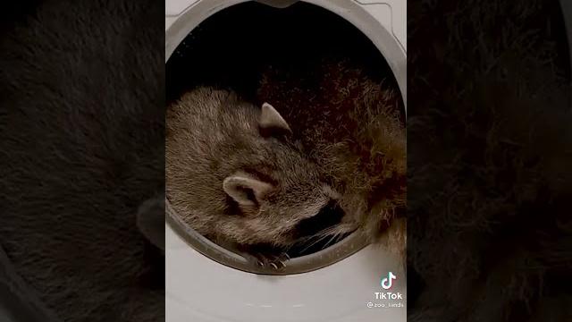 енот полоскун #1 енот полоскун #1