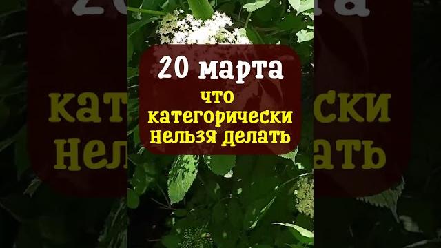 20 марта народный праздник Павел Капельник. Что категорически нельзя делать. Народные приметы 20 марта народный праздник Павел Капельник. Что категорически нельзя делать. Народные приметы