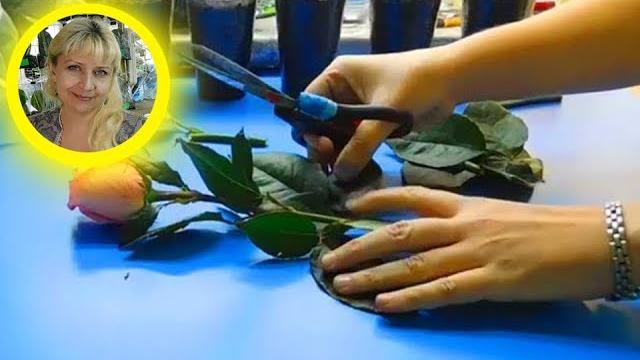 КАК ВЫРАСТИТЬ РОЗУ ИЗ БУКЕТА ! КАК ВЫРАСТИТЬ РОЗУ ИЗ БУКЕТА !