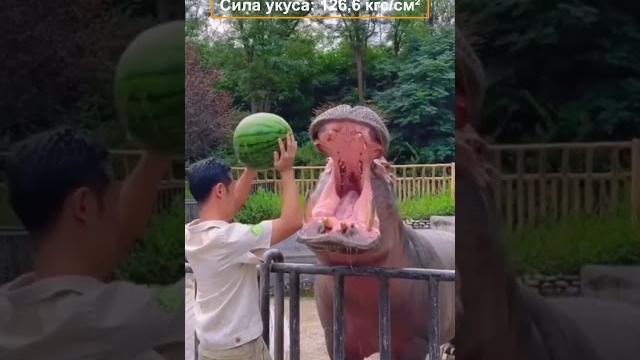 Бегемот раздавливает арбуз с той же легкостью, с какой человек раздавливает во рту виноград Бегемот раздавливает арбуз с той же легкостью, с какой человек раздавливает во рту виноград