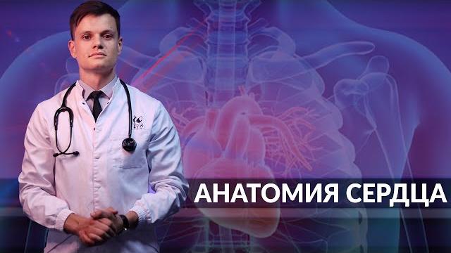 АНАТОМИЯ СЕРДЦА - ЛУЧШЕЕ ОБЪЯСНЕНИЕ ЗА 10 МИНУТ!!! АНАТОМИЯ СЕРДЦА - ЛУЧШЕЕ ОБЪЯСНЕНИЕ ЗА 10 МИНУТ!!!