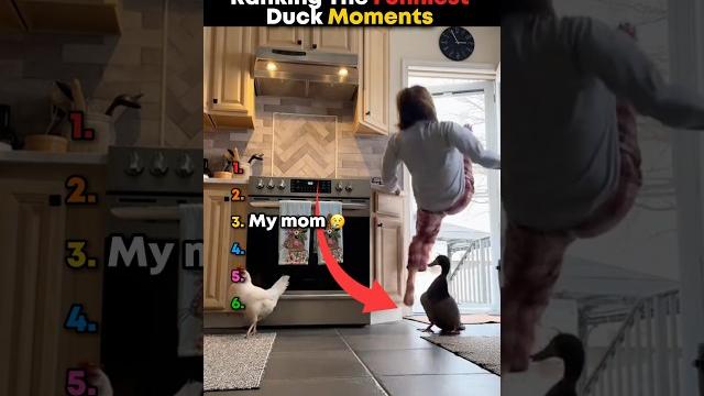 Ranking The Funniest Duck Moments #ranking #funny #duck Ranking The Funniest Duck Moments #ranking #funny #duck