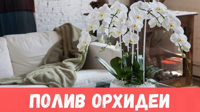 Как правильно поливать орхидею Как правильно поливать орхидею