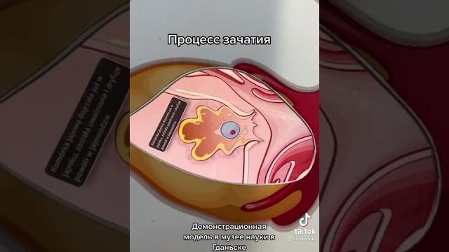 Процесс зачатия сперматозоидов в матке Процесс зачатия сперматозоидов в матке