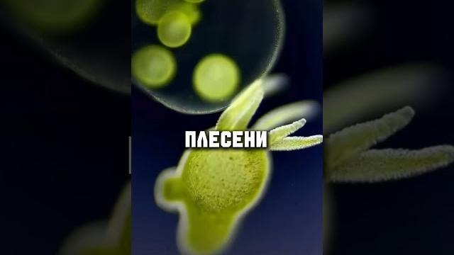 Фурацилин: советы и лайфхаки Фурацилин: советы и лайфхаки