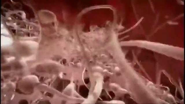 От зачатия до рождения От зачатия до рождения
