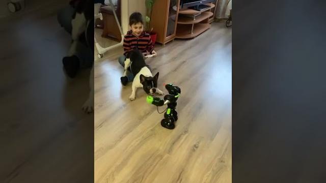 Французский бульдог прикол Французский бульдог прикол