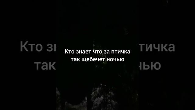 Кто знает что за птичка щебечет в ночи Кто знает что за птичка щебечет в ночи