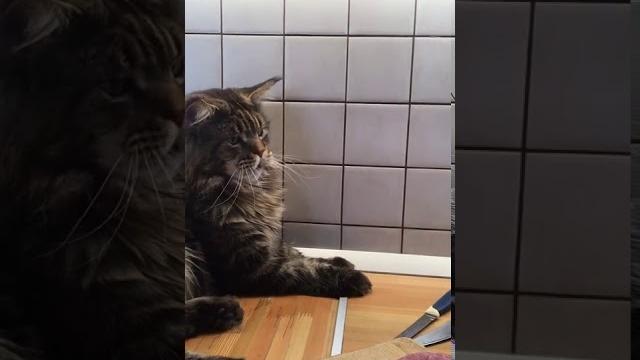 Смешное видео с котом. Мейн кун Смешное видео с котом. Мейн кун