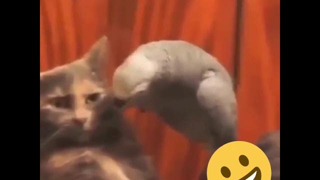 Начальника не ругайся! Начальника не ругайся!