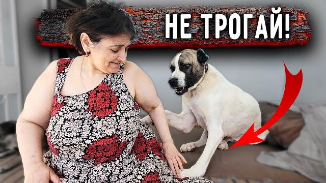 Ричи СБЕЖАЛ . Как рана Томаса? Нукер лезет на голову. Купили наконец мясорубку.Опасные игры с Басей Ричи СБЕЖАЛ . Как рана Томаса? Нукер лезет на голову. Купили наконец мясорубку.Опасные игры с Басей