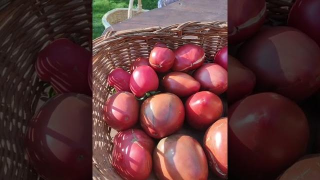 Друзья, всех нас с неофициальным праздником — днем дачника! И первые в этом году свои томаты. Друзья, всех нас с неофициальным праздником — днем дачника! И первые в этом году свои томаты.