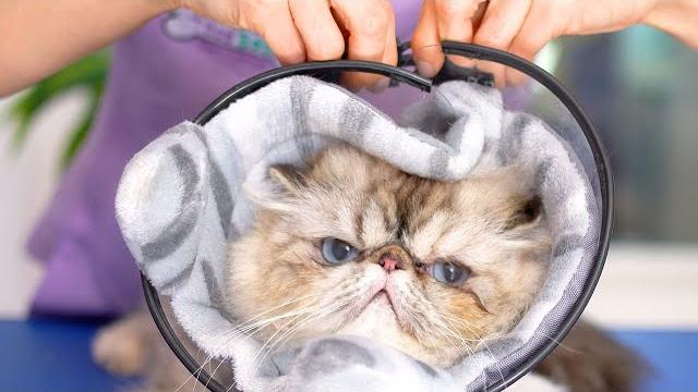 Она немного сердится! Нужно два защитных конуса!!️️ Она немного сердится! Нужно два защитных конуса!!️️