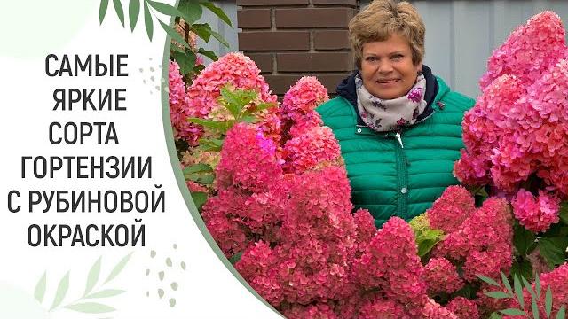 РОЗОВЫЕ И РУБИНОВЫЕ СОРТА ГОРТЕНЗИИ РОЗОВЫЕ И РУБИНОВЫЕ СОРТА ГОРТЕНЗИИ