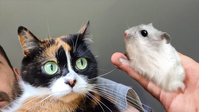 СТЕПА ВЕРНУЛСЯ! СТЕПА ВЕРНУЛСЯ!