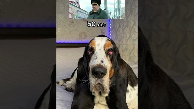 Не надо так #юмор #собаки #животные #собака #бассетхаунд #bassethound #dog #dogs #humor #animals Не надо так #юмор #собаки #животные #собака #бассетхаунд #bassethound #dog #dogs #humor #animals