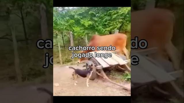 very cute animals ️🩹 very cute animals ️🩹