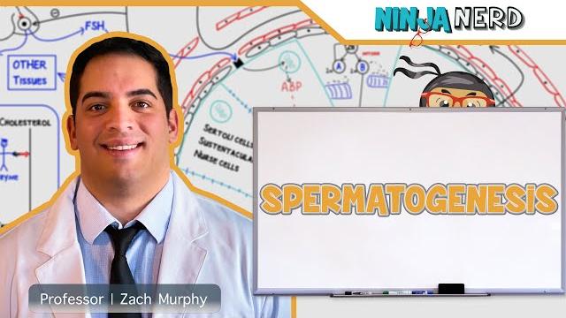 Male Reproductive System | Spermatogenesis Male Reproductive System | Spermatogenesis