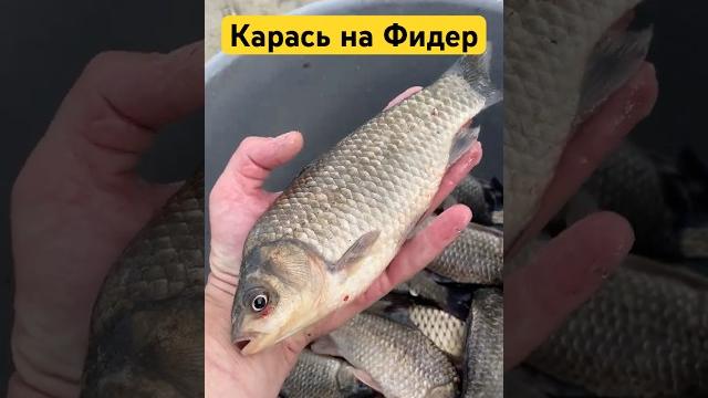 Карась на фидер #карасьнафидер #карась #фидер #фидернаярыбалка #фидернаяловля #рыбалка #рыба Карась на фидер #карасьнафидер #карась #фидер #фидернаярыбалка #фидернаяловля #рыбалка #рыба