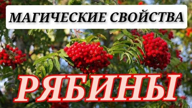 Как Правильно Сажать Рябину Возле Дома , Чтобы она Приносила Счастье | Эзотерика Официальный Канал Как Правильно Сажать Рябину Возле Дома , Чтобы она Приносила Счастье | Эзотерика Официальный Канал