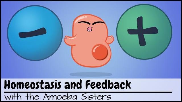 Homeostasis and Negative/Positive Feedback Homeostasis and Negative/Positive Feedback