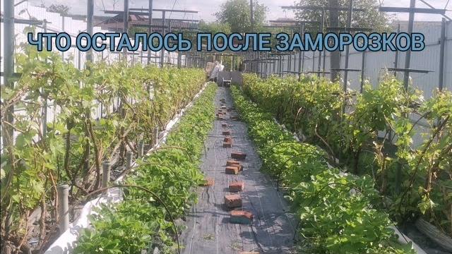 ВАЖНАЯПервая обработка ВИНОГРАДА/ Нормировка побегами для СУПЕР УРОЖАЯ . ВИНОГРАД ПОСЛЕ ЗАМОРОЗКОВ ВАЖНАЯПервая обработка ВИНОГРАДА/ Нормировка побегами для СУПЕР УРОЖАЯ . ВИНОГРАД ПОСЛЕ ЗАМОРОЗКОВ