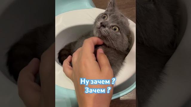 Вечный вопрос / котенок манчкин #kitten #munchkin #baby #cat #кот #adorable #cats #猫#貓#котенок Вечный вопрос / котенок манчкин #kitten #munchkin #baby #cat #кот #adorable #cats #猫#貓#котенок