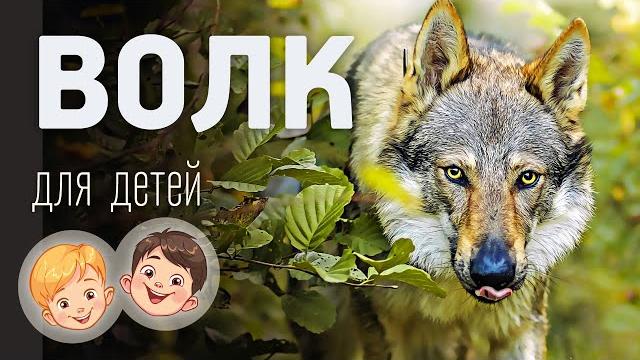 Волк. Видео про животных для детей 3+ Волк. Видео про животных для детей 3+