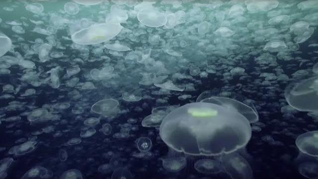 Open Ocean: 10 Hours of Relaxing Oceanscapes | BBC Earth Open Ocean: 10 Hours of Relaxing Oceanscapes | BBC Earth