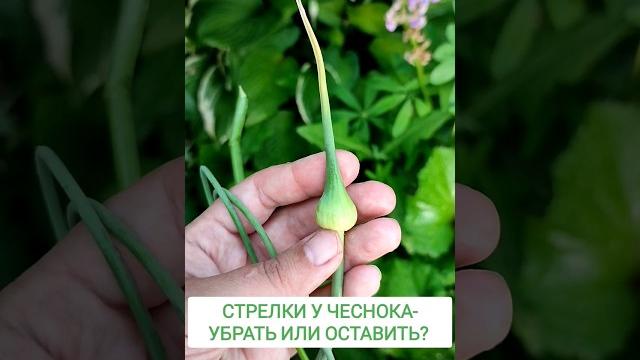 Стрелки у чеснока - убрать или оставить? #огород #дача #сад #garden #чеснок #лайфхаки #лайфхак Стрелки у чеснока - убрать или оставить? #огород #дача #сад #garden #чеснок #лайфхаки #лайфхак