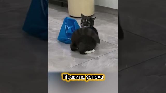 Хочешь победить - сбей противника с толку. Домашний кот #смешно #юмор #cat #animals #смешныекошки Хочешь победить - сбей противника с толку. Домашний кот #смешно #юмор #cat #animals #смешныекошки