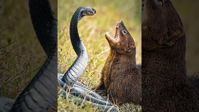 Battle Mongoose vs King Cobra #shorts #shortvideo #cobra #mongoose #ytshorts #nature #youtubeshorts Battle Mongoose vs King Cobra #shorts #shortvideo #cobra #mongoose #ytshorts #nature #youtubeshorts