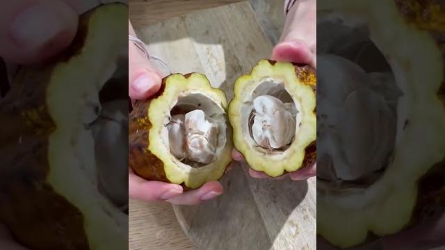 А вы знали как выглядит КАКАО? А вы знали как выглядит КАКАО?