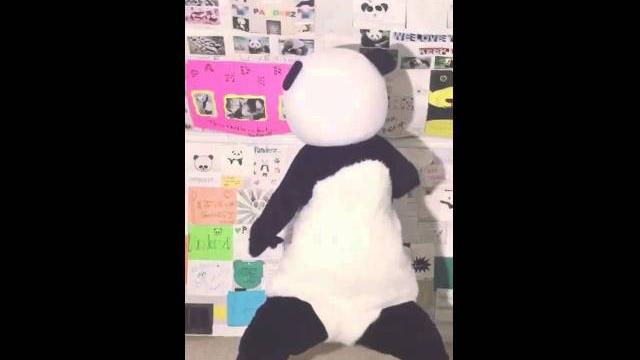 the panda is twerking the panda is twerking