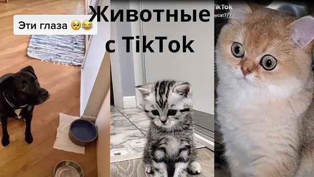 ЛУЧШИЕ ПРИКОЛЫ / СМЕШНЫЕ ЖИВОТНЫЕ/ ПРИКОЛЫ С ЖИВОТНЫМИ / ТИК ТОК ЖИВОТНЫЕ/ ТИК ТОК ЛУЧШЕЕ #1 ЛУЧШИЕ ПРИКОЛЫ / СМЕШНЫЕ ЖИВОТНЫЕ/ ПРИКОЛЫ С ЖИВОТНЫМИ / ТИК ТОК ЖИВОТНЫЕ/ ТИК ТОК ЛУЧШЕЕ #1