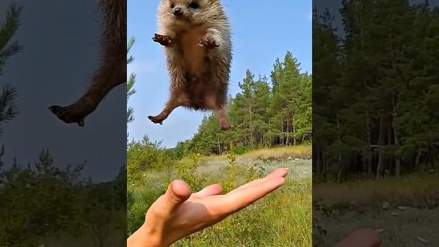 Как развернуть ежа Как развернуть ежа